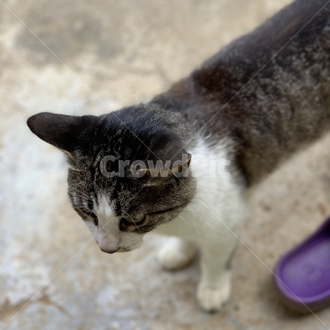 고양이,동물,애완동물,애완묘,cat,kitty