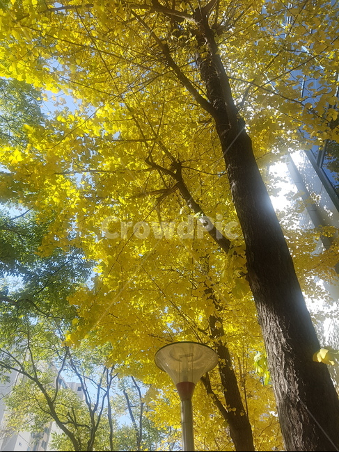 은행,은행나무,노랑잎,노랑,가을,햇빛,따스함,낮,여유,tree