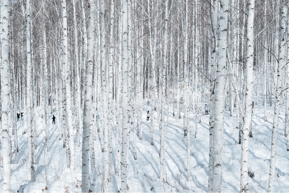 인제자작나무숲,자작나무,눈,겨울,인제,움집,겨울나무,강원도,겨울,계절,winter,season,자연,풍경,nature,landscape,outdoors,옥외