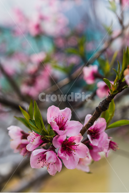 봄,꽃,매화,flower,식물,나무,식물,자연,plants,nature,꽃,flower