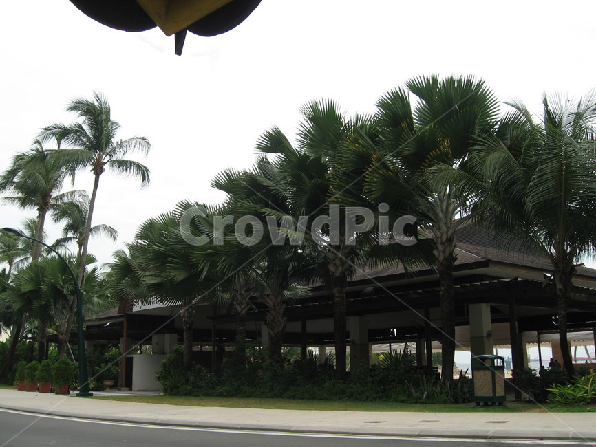 singapore,싱가포르,센토사섬,sentosa,야자수