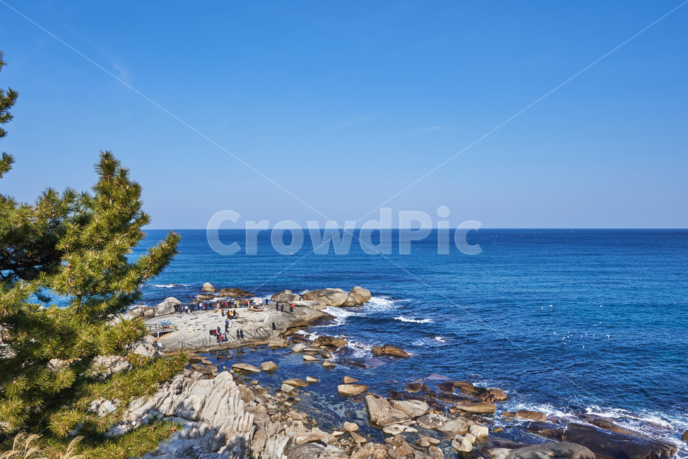 바다,소나무,하늘,바위,파도,풍경,자연,풍경,nature,landscape,sea,outdoors,옥외,ocean,대양,water,물,promontory,곶,shoreline,해안선