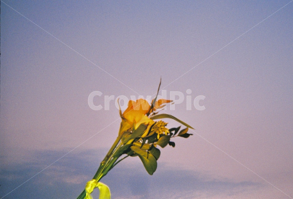 필름,꽃,flower,sky,하늘,filmphotography,식물,자연,plants,nature,꽃,flower