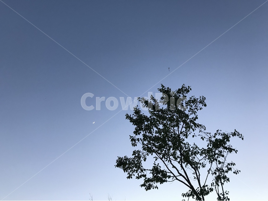 sky,blue,파란,하늘,나무,tree,식물,자연,plants,nature,나무,trees,wood
