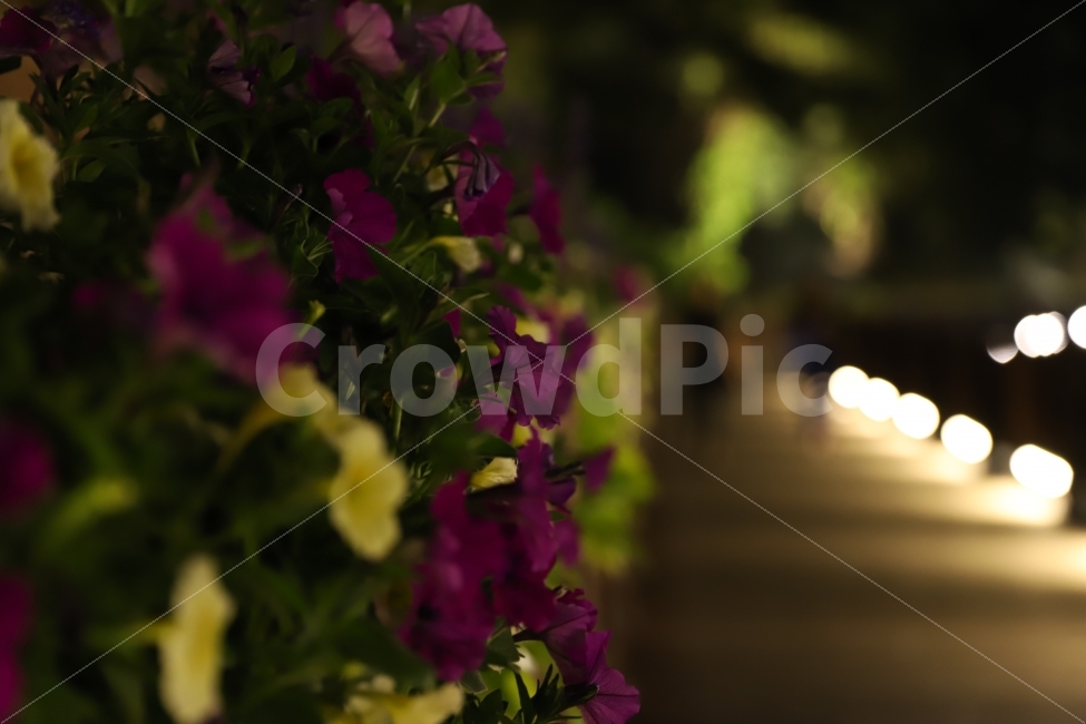 꽃,밤,산책,공원,여휴,향기,식물,자연,plants,nature,꽃,flower