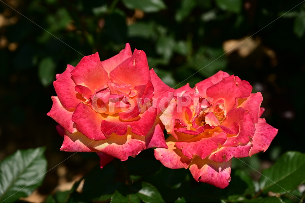 장미,rose,꽃,flower,식물,장미광장