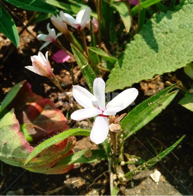 로드히폭시스,흰설란,꽃,식물,흰색꽃,식물,자연,plants,nature,꽃,flower