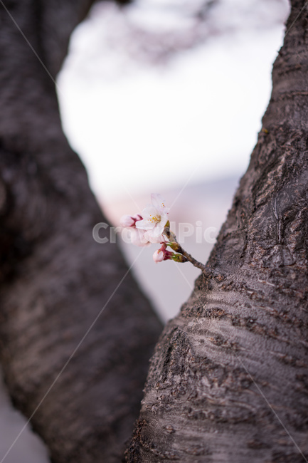 봄,벚꽃,꽃봉오리,나무,자연,봄,계절,spring,season,식물,자연,plants,nature,꽃,flower,plant