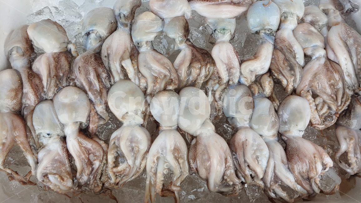 문어,연체동물,해물,수산물,먹거리,음식,푸드,seafood,food,수산시장,어시장,해산물,식자재,식재료,국내산,토종,국산,동물,해양생물,배경,바탕,백그라운드,싱싱한,신선한,fresh,수산물,해산물,fishery products,seafood