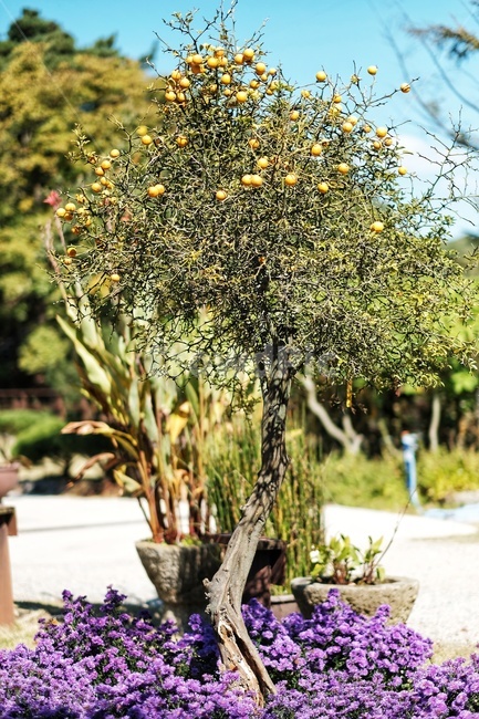 가을,하늘,탱자,나무,국화,화분,풍경,식물,자연,plants,nature
