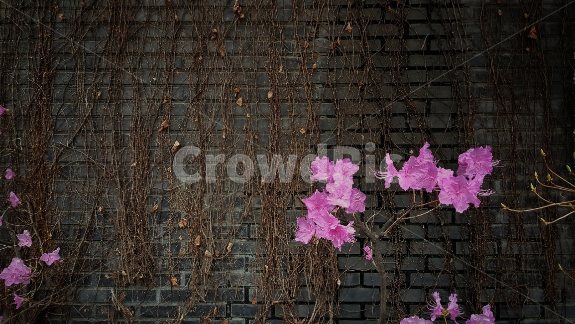 진달래,꽃,봄,식물,자연,spring,season,plants,flower,풍경,feeling,sensible,배경,색상,색감,봄꽃,꽃나무,벽,넝쿨,벽돌,분홍,핑크