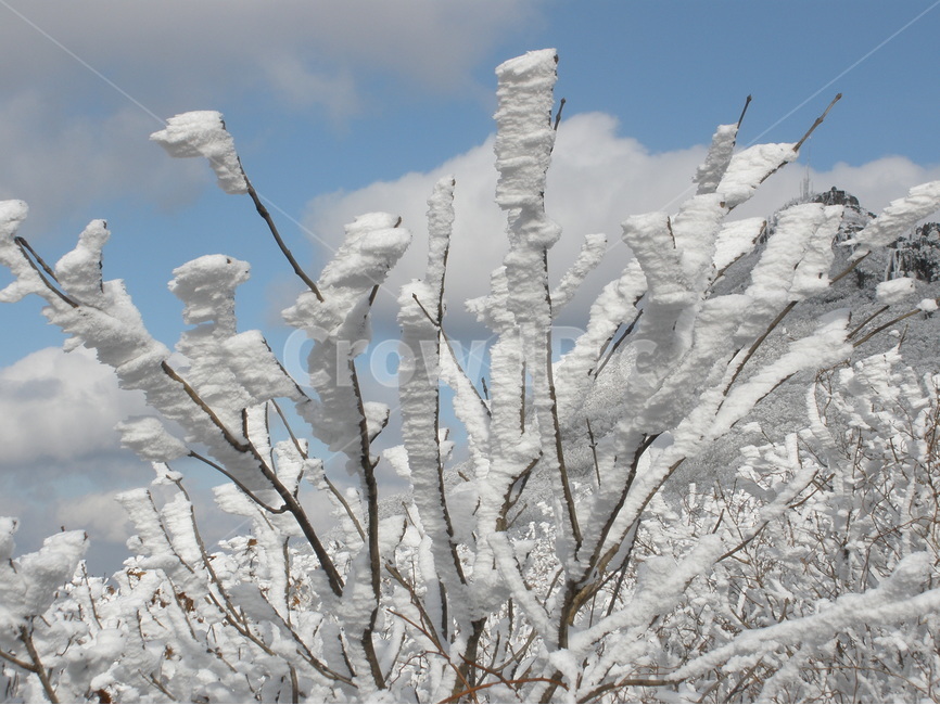 겨울,산,눈꽃,눈덮인나무가지,신기함,겨울,계절,winter,season,식물,자연,plants,nature,나무,trees,wood