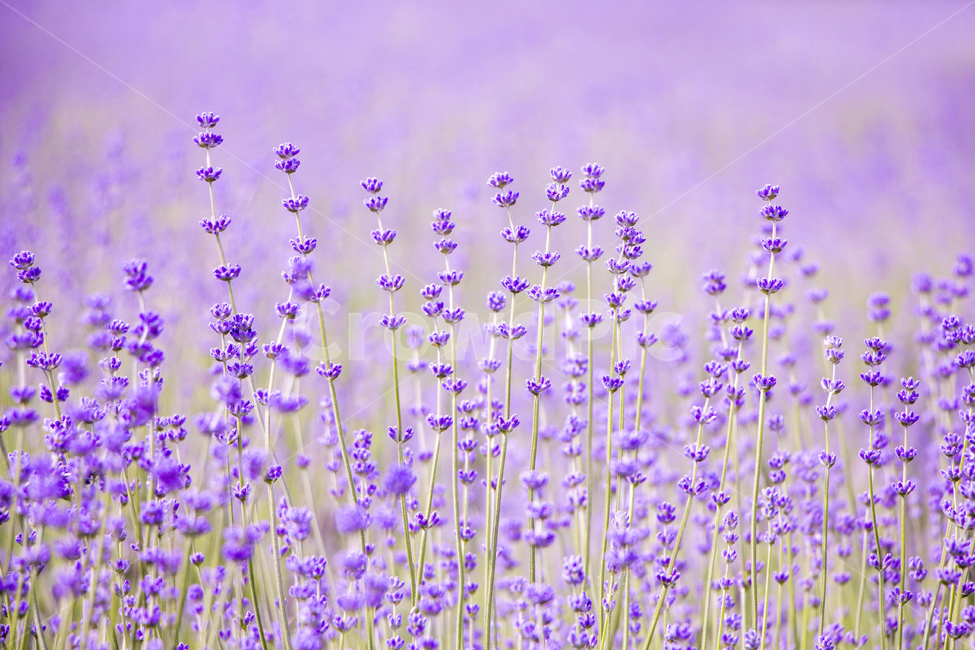 라벤더,꽃,식물,잎,보라색,배경,백그라운드,줄기,바이올렛,라벤다,식물,자연,plants,nature,꽃,flower,감성,sensible,feeling,색깔,색상,색채,색감,color sense,color sensitivity,feeling of color