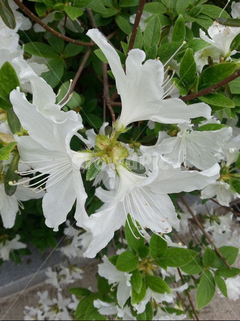 3월,꽃잎,새로움,자연,화이트,식물,자연,plants,nature,꽃,flower