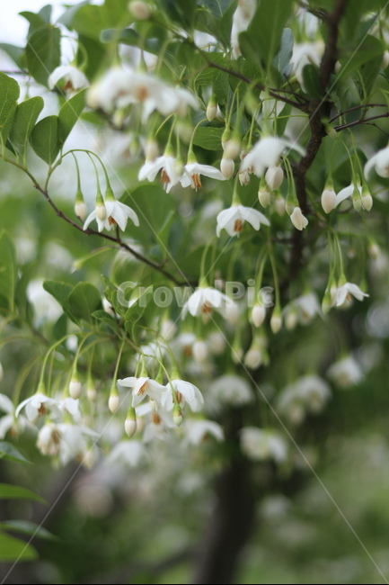 때죽나무꽃,흰색,꽃봉오리,봄,낮,봄,계절,spring,season,식물,자연,plants,nature,꽃,flower,plant,leaf,잎,blossom