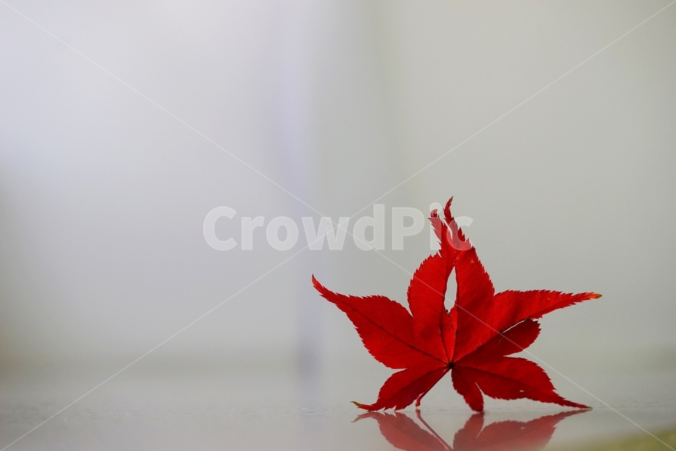 단풍잎,단풍,단풍나무,낙엽,가을,가을,계절,fall,autumn,season,leaf,잎,plant,식물,tree,나무