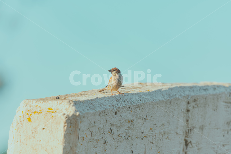 참새,벽돌,sparrow,동물,새