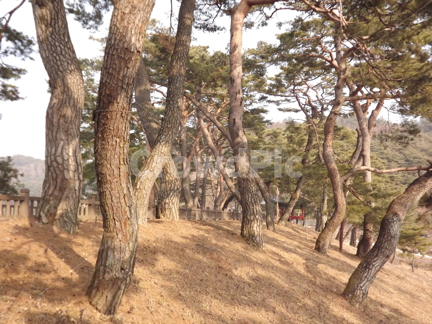 의림지,소나무,나무,유원지,숲,자연,자연,풍경,nature,landscape,tree,tree trunk,나무 줄기,plant,식물