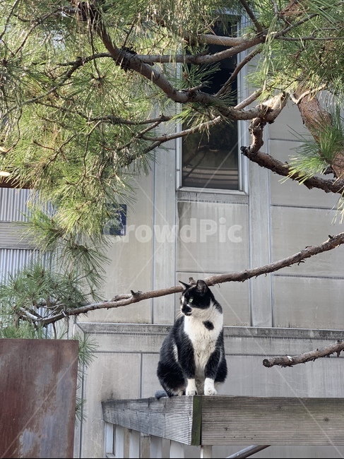 고양이,길고양이,길냥이,동물,초록색눈,cat,animal,kitten,동물,animal,포유류,mammal,고양이,cat,kitten,kitty