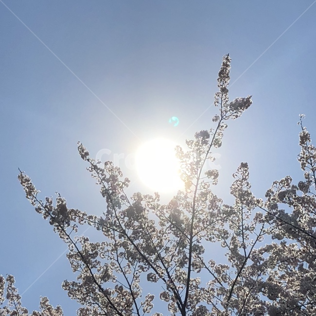 flare,플레어,light,빛,sunlight,햇빛,벚꽃,하늘,꽃,봄,벚꽃하늘