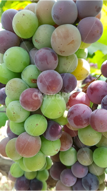 포도,자연,식물,과일,그린,보라,nature,plants,abstract,background,포도송이,여름,과일,열매,fruit