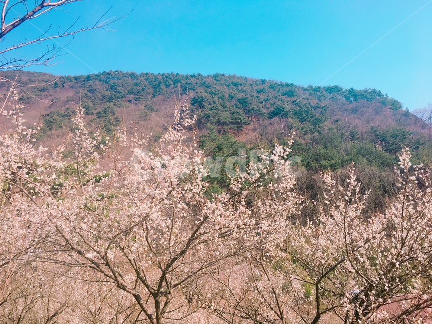 봄,계절,spring,자연,꽃,매화나무,매화,flowers