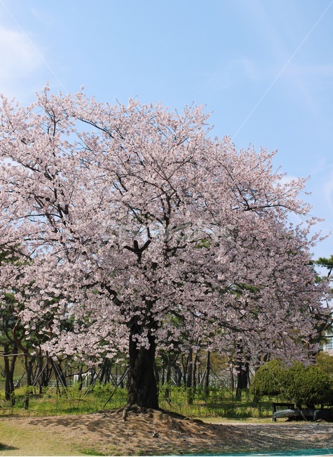 벚꽃,벚꽃나무,벚꽃잎,cherryblossom,cherrytree,봄,봄꽃,봄꽃나무,3월,4월,plant,식물,march,공원,blossom,flower,april,꽃