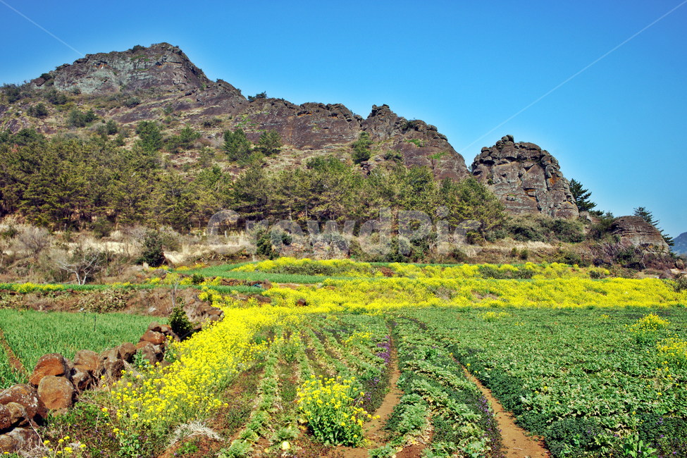 유채꽃,제주,봄,사계리,단산,바굼지오름,자연,돌담,봄,계절,spring,season,자연,풍경,nature,landscape,한국자연풍경,한국자연경관,korea nature landscape,제주도,jeju,jeju island,outdoors,옥외,field,들,grassland,목초지