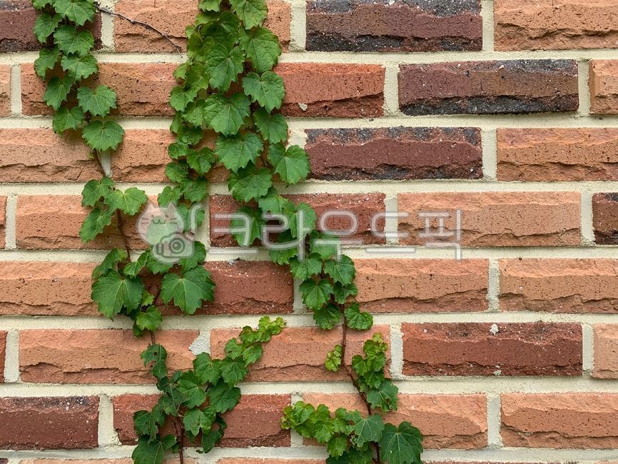 stem plant,surface,red brick,texture,leaf,ivy,background,plant,brick,wall