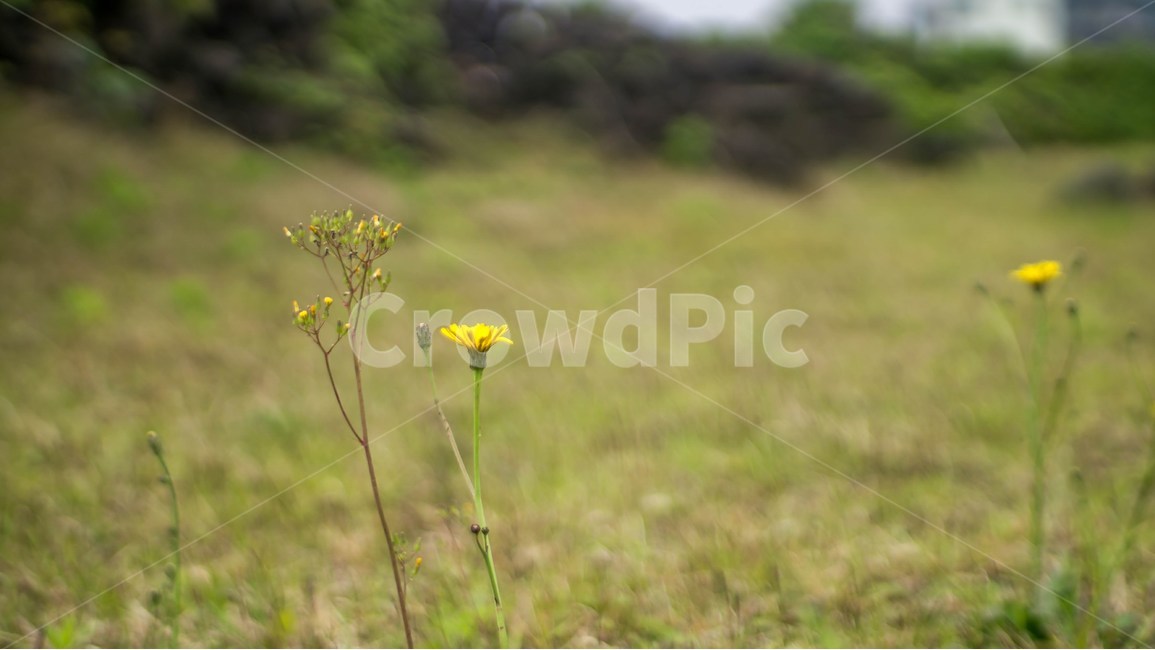 식물,꽃,야생화,들판,쓸쓸한,식물,자연,plants,nature,꽃,flower