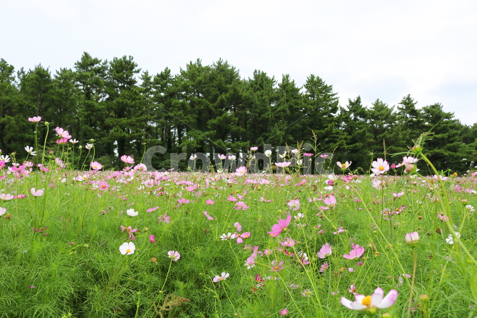 꽃,코스모스,코스모스꽃,식물,자연,풍경,가을,꽃밭,국화과,자연,풍경,nature,landscape,field,들,grassland,목초지,outdoors,옥외,meadow,farm,농장,rural,농촌