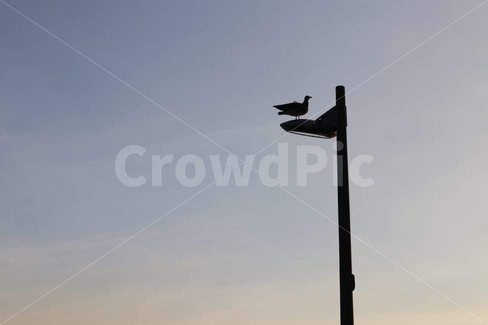 새,하늘,자연,가로등,한국,서울,동물,animal,조류,새,birds,실루엣,그림자,silhouette,shadow