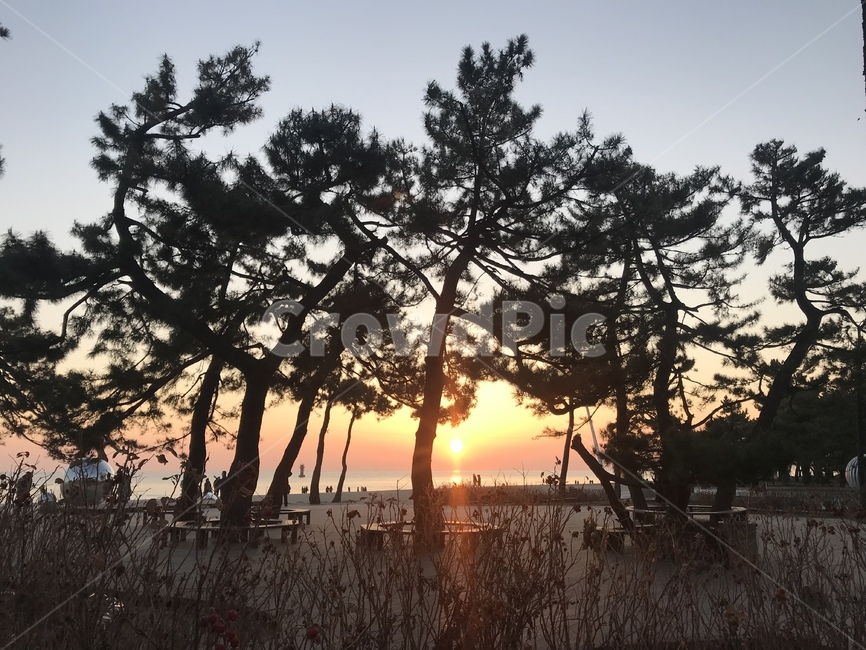 나무,nature,해,새벽,겨울