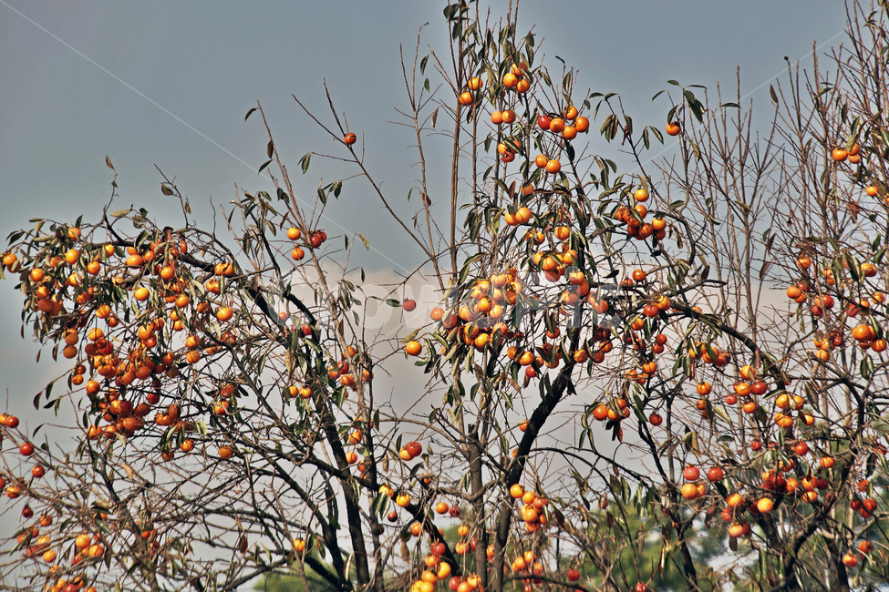 감,감나무,식용,가을,계절,단감,자연,가을,계절,fall,autumn,season,나무,trees,wood,과일,열매,fruit,plant,식물,food,음식,persimmon
