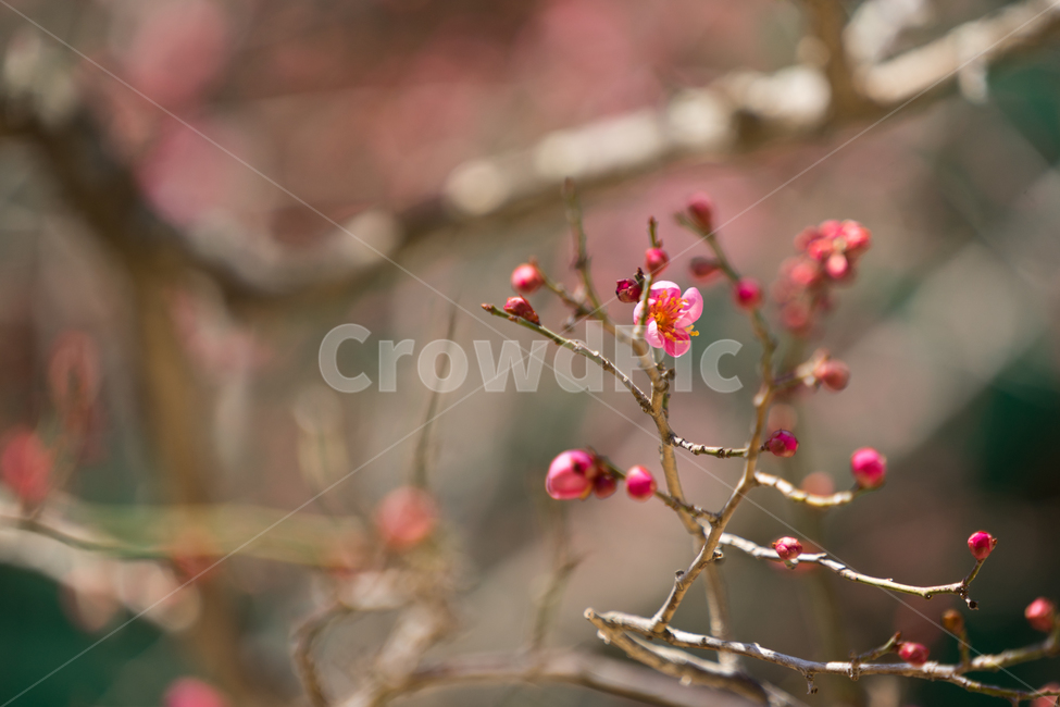 봄,꽃,봄꽃,매화,자연,감성,따스함,봄,계절,spring,season,식물,자연,plants,nature,꽃,flower,plant
