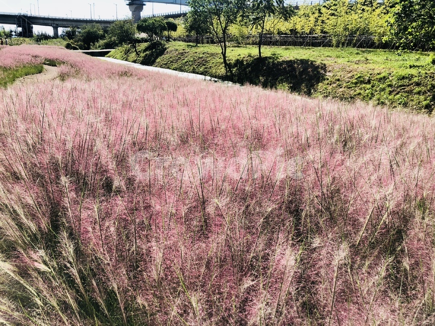 plant,식물,grass,잔디,핑크뮬리,데이트장소,부산,부산광광지,부산명소,부산데이트,가을데이트,가을나들이,가을소풍,가을