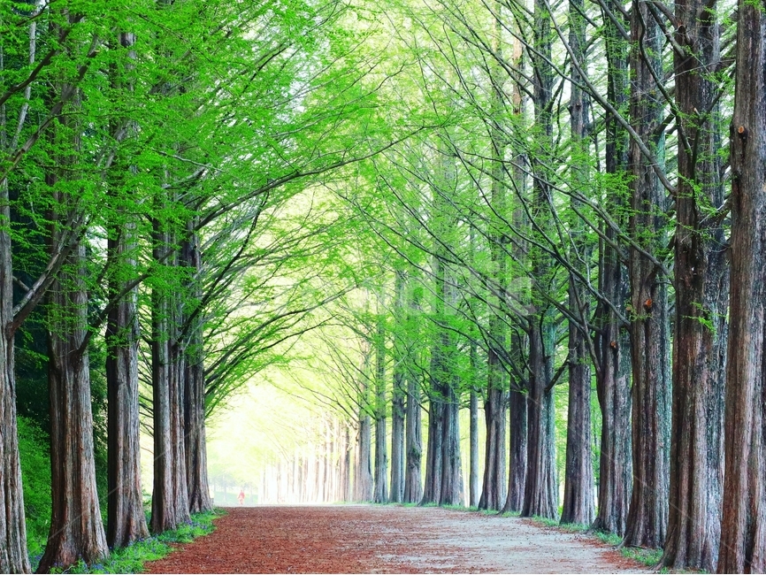 봄,새싹,나무,풍경,담양,자연,풍경,nature,landscape,한국자연풍경,한국자연경관,korea nature landscape,식물,plants,나무,trees,wood,tree,plant,vegetation,초목,land,땅,forest,숲,woodland,삼림지,outdoors,옥외,path,통로