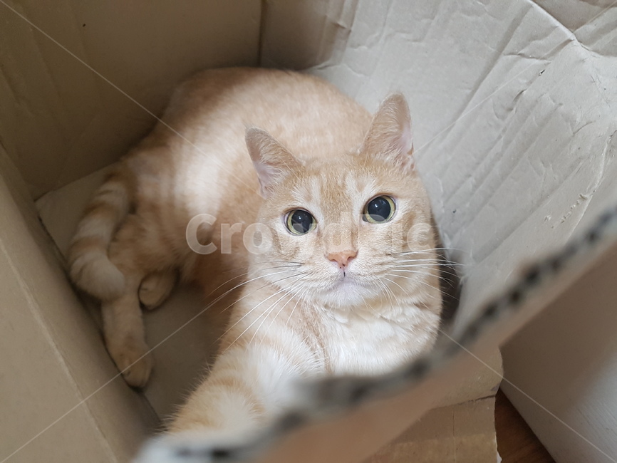 고양이,동물,반려동물,반려묘,길고양이,동물,animal,포유류,mammal,고양이,cat,kitten,kitty