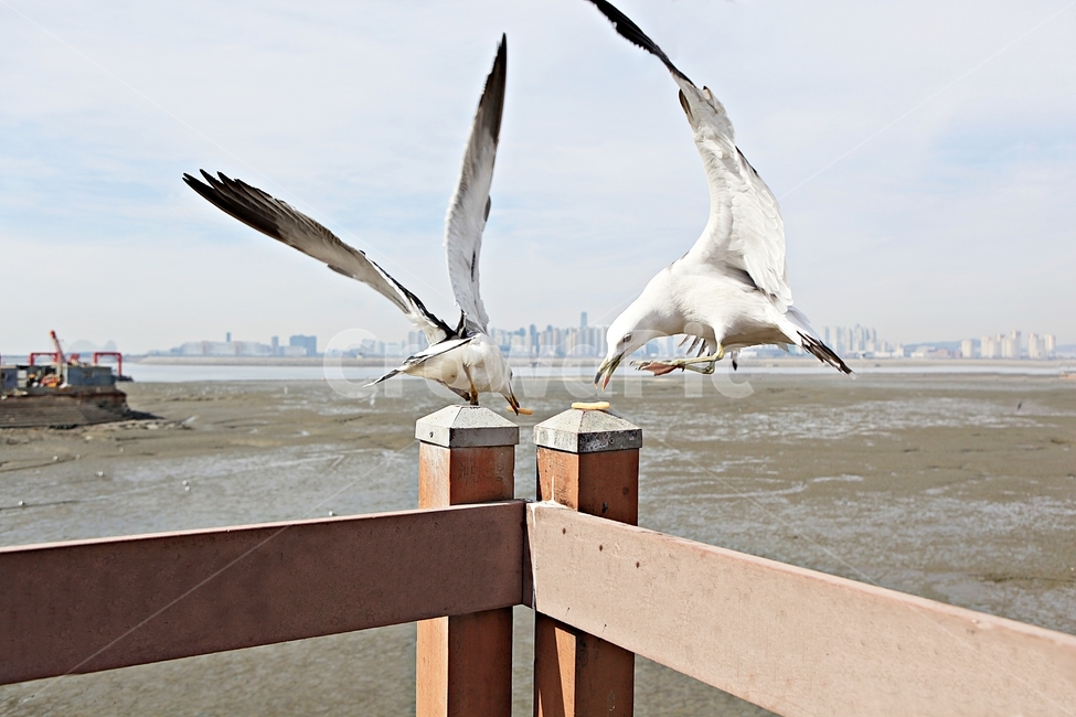 갈매기,조류,새,하늘,자연,풍경,배경,풍광,동물,animal,조류,새,birds