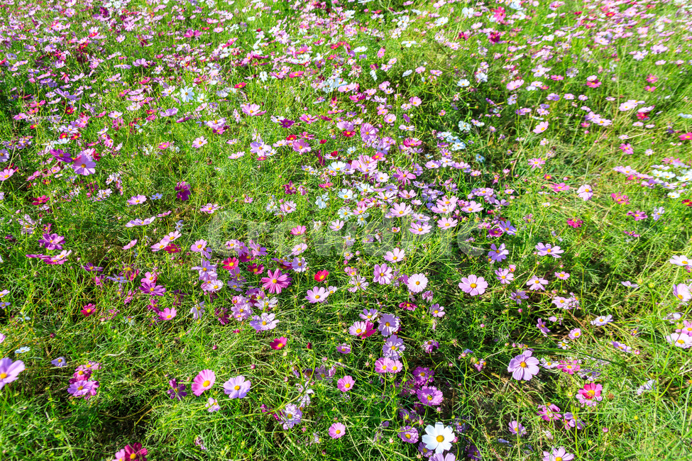 코스모스,꽃,가을,꽃잎,잎,식물,자연,풍경,nature,landscape,plant,grassland,목초지,field,들,outdoors,옥외,flower,blossom,geranium,제라늄
