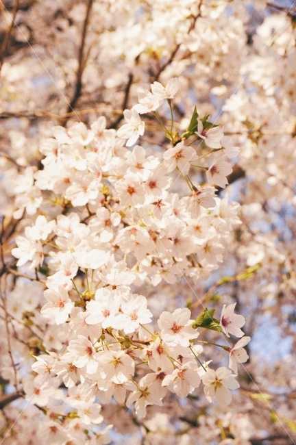 봄,자연,꽃,감성,감성사진,햇살,햇빛,cherryblossom,spring,sunshine,nature,flower,film,식물,자연,plants,nature,감성,sensible,feeling,봄,계절,spring,season,꽃,flower,plant,blossom,cherry blossom,벚꽃
