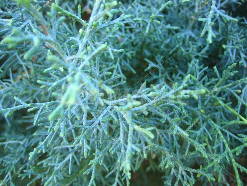 초록,가을,서늘함,이야기,더불어,식물,자연,plants,nature