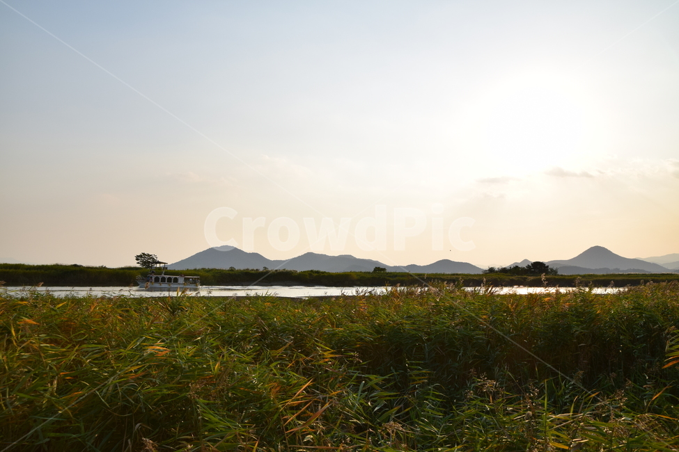 순천만,갈대,갈대숲,일몰,순천,가을,계절,fall,autumn,season,nature,자연,grassland,목초지,outdoors,옥외,field,들