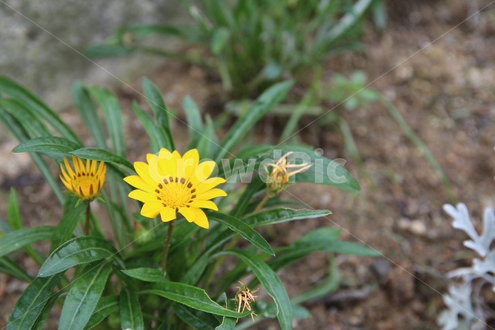 꽃,노란꼿,식물,풀,꽃잎,따뜻한,포근한,식물,자연,plants,nature,꽃,flower