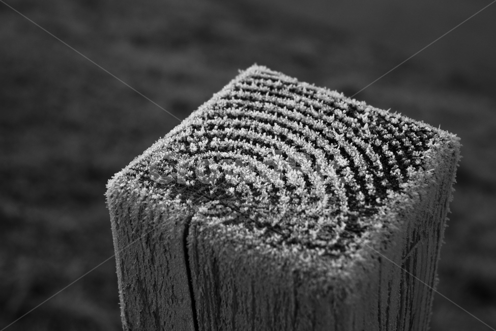서리,서릿발,말뚝,경계,나무,겨울,나이테,감성,계절,겨울,계절,winter,season,나무,trees,wood,흑백,모노톤,monochrome,black and white