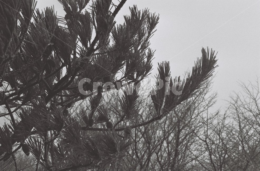 소나무,겨울,겨울산,눈,솔방울,흑백,필름,필름사진,식물,자연,plants,nature,나무,trees,wood,흑백,모노톤,monochrome,black and white