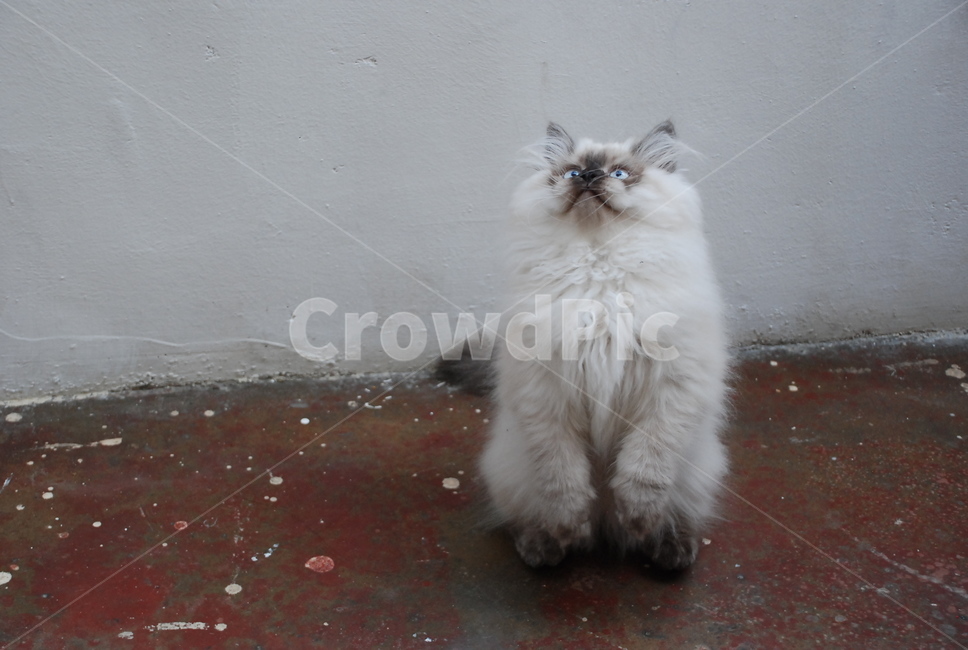 고양이,아기고양이,반려묘,귀여움,cat,kitten,조용한,힐링,kitty,호기심,동물,animal,포유류,mammal,고양이,cat,kitten,kitty