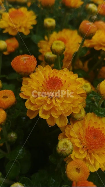 식물,꽃,이슬,노란,비,식물,자연,plants,nature,꽃,flower