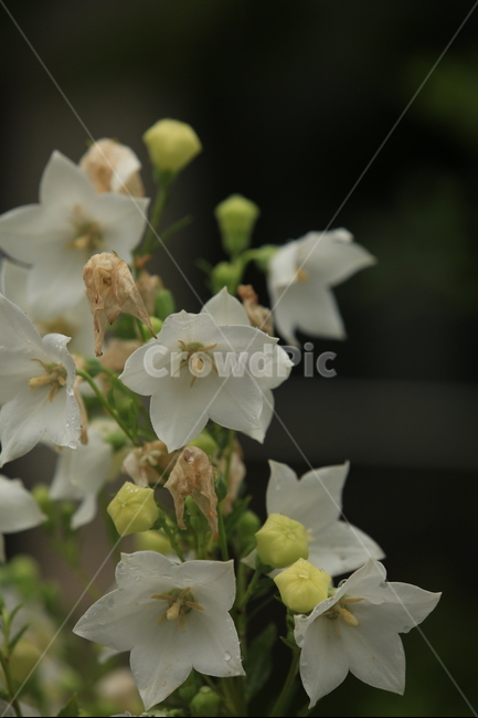 비,풍경,빗방울,소경,rain,비오는소경,식물,자연,plants,nature,꽃,flower