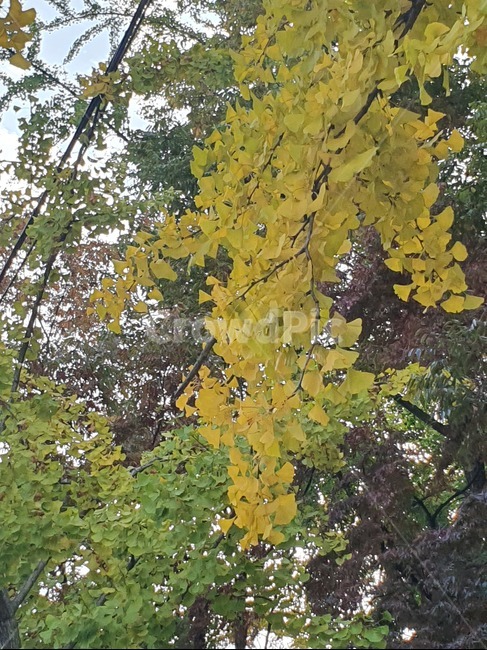 단풍,나무,식물,가을,tree,가을,계절,fall,autumn,season,식물,자연,plants,nature,plant,leaf,잎,tree trunk,나무 줄기